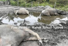 Wabah 'Ngorok' Serang Ternak Sapi dan Kerbau di Kaur, Dinas Pertanian Lakukan Ini