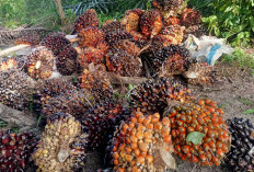 Harga TBS Sawit di Sini Pecah Rekor, Tembus Rp4.075 per Kilogram