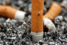 Pemprov Bengkulu Cairkan DBH Pajak Rokok Rp53 Miliar, Pemkab Kaur Dapat Segini 