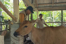 Sebulan, 131 Ternak Mati Terserang Penyakit SE
