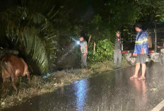 Berawal dari Laporan Warga, Respon Cepat Satpol PP Kaur Tangkap Sapi Berkeliaran Dini Hari