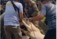 Operasi Penertiban Kian Kencang, Satpol PP Tangkap 13 Ekor Ternak Liar 