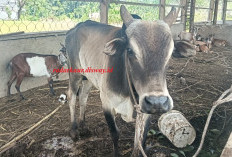 Lagi, Satpol PP akan Lelang Hewan Ternak Liar, Ini jadwal dan Ketentuan!!